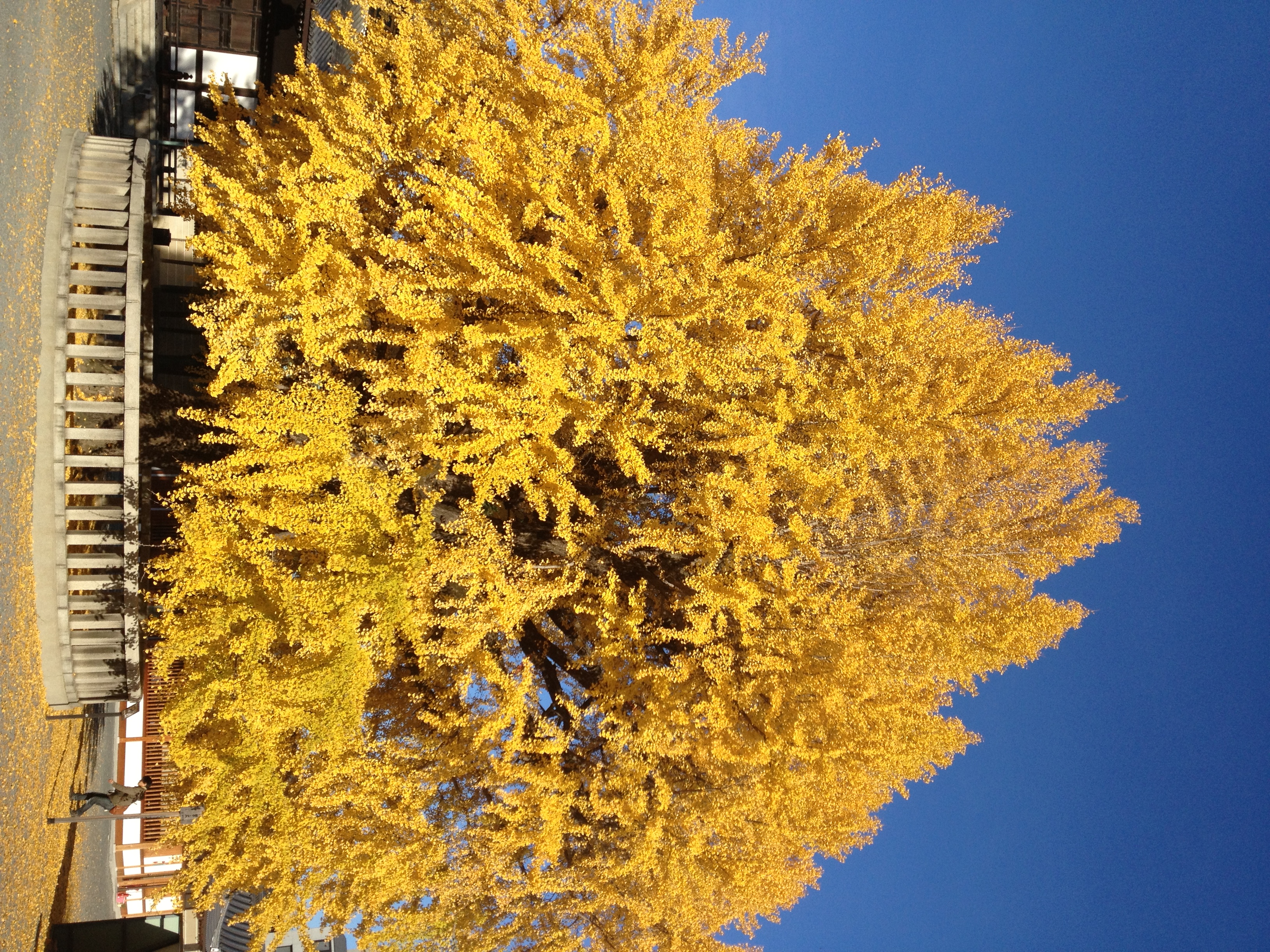 西本願寺の公孫樹の木