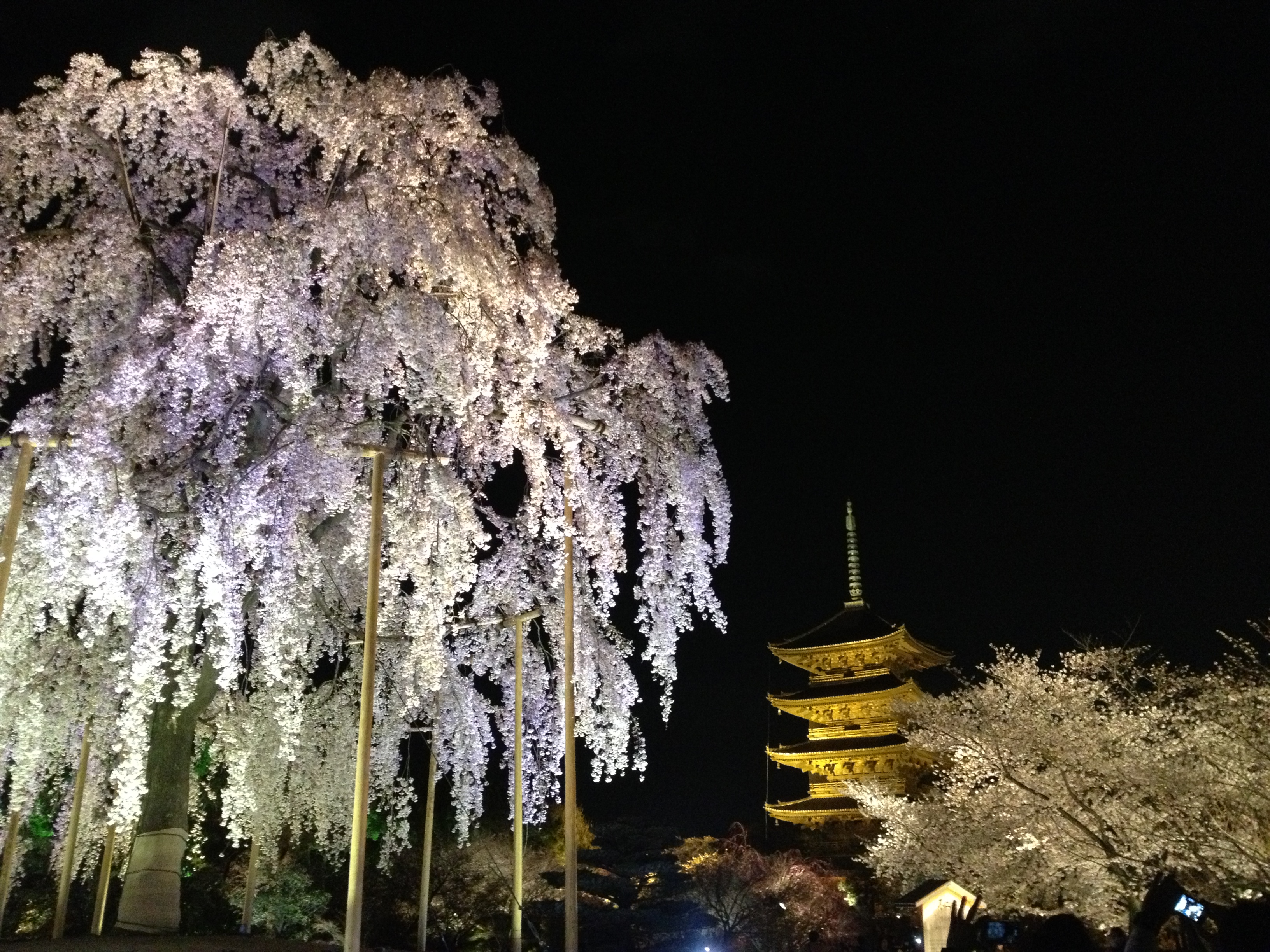 東寺ライトアップ