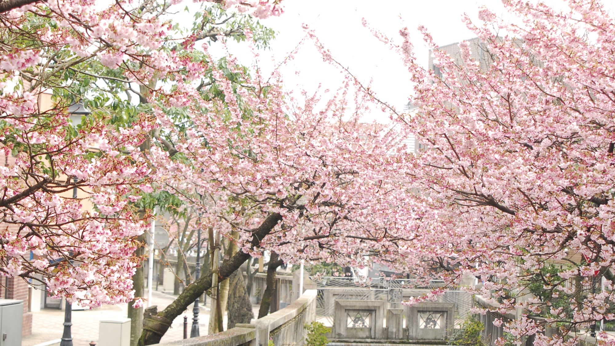 あたみ桜（糸川）