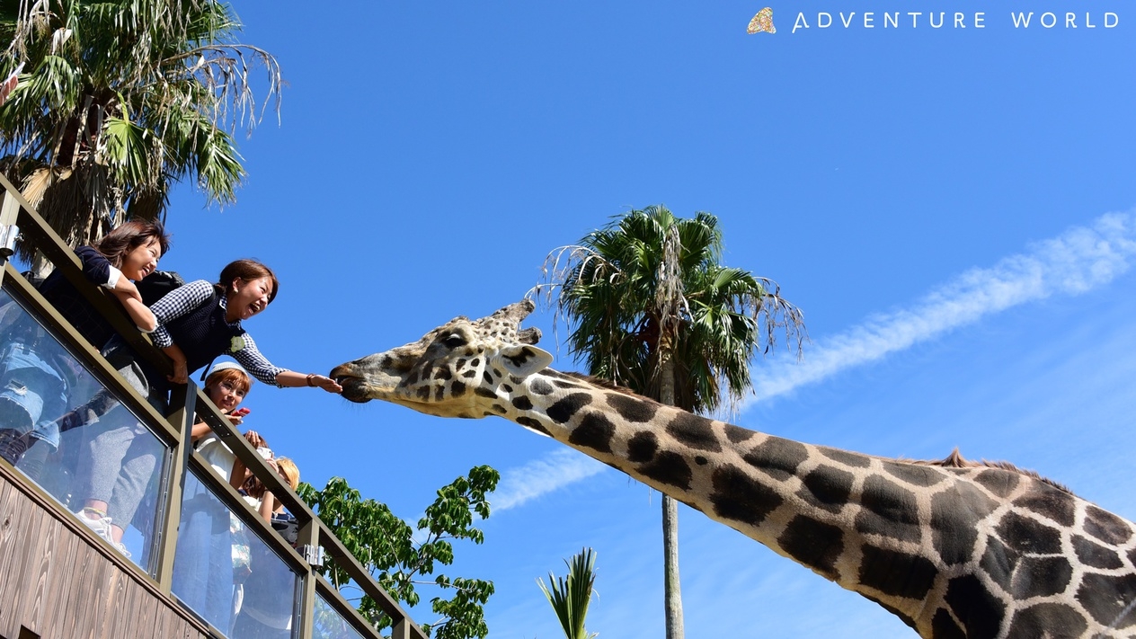 【アドベンチャーワールド入園券付】露天風呂付客室専用定番会席！夕食は個室でご用意／恵