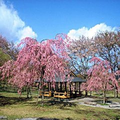 大室山さくらの里