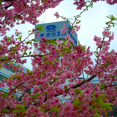 ホテル外観◆春には当館の前も桜が満開になります