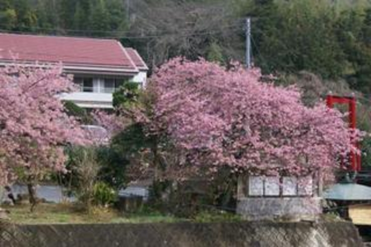 敷地内の河津桜