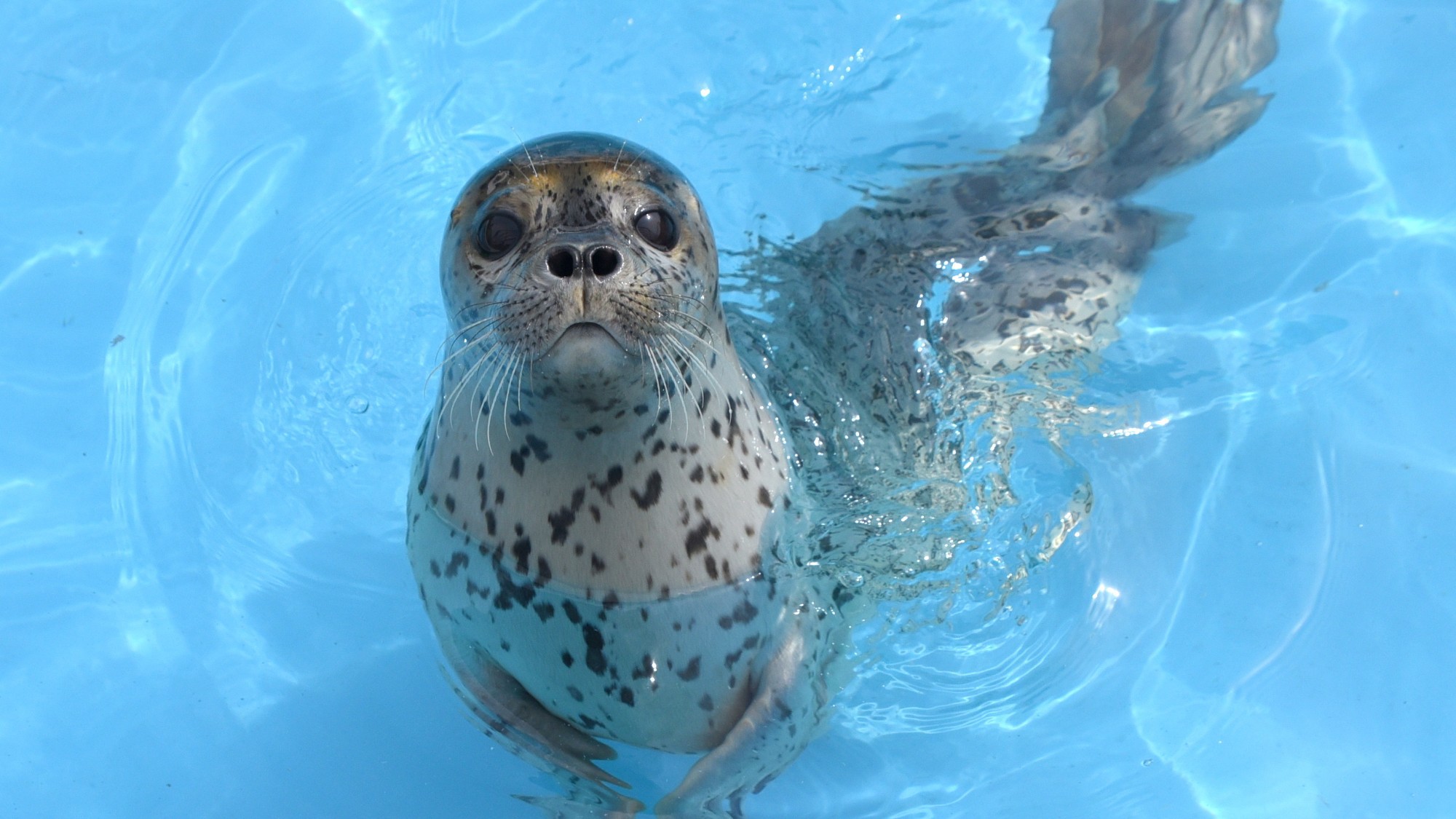 小樽の大自然にかこまれた北の水族館【おたる水族館入館券付】／朝食付