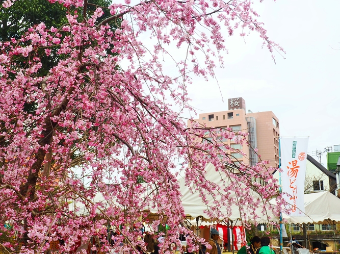 満開のしだれ桜とホテル桜