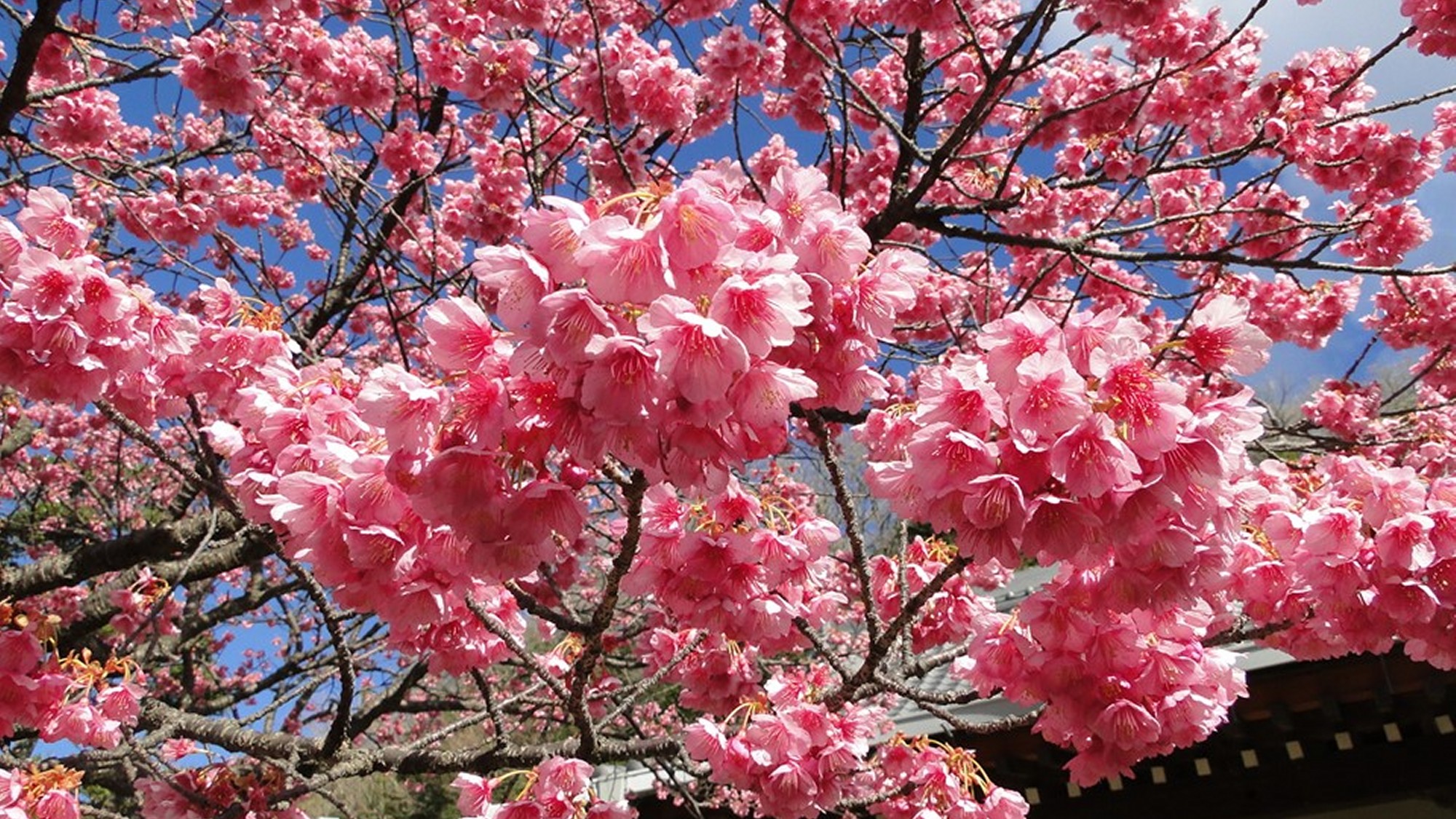 早ければ1月には咲き始める　早咲きの桜「土肥桜」