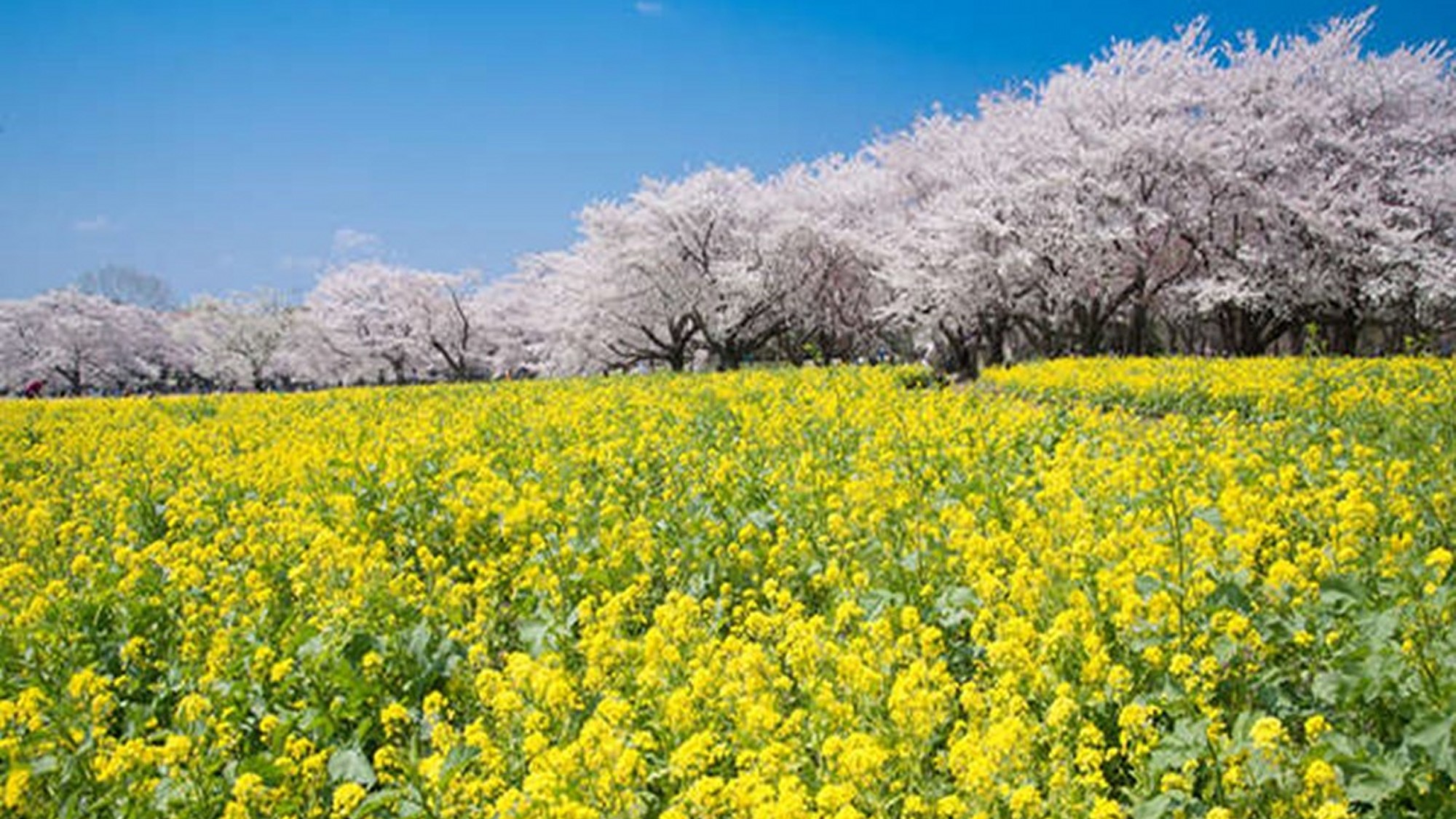 毎年2月に開催される「河津桜まつり」河津桜の濃いピンクと菜の花のコントラストが見事！