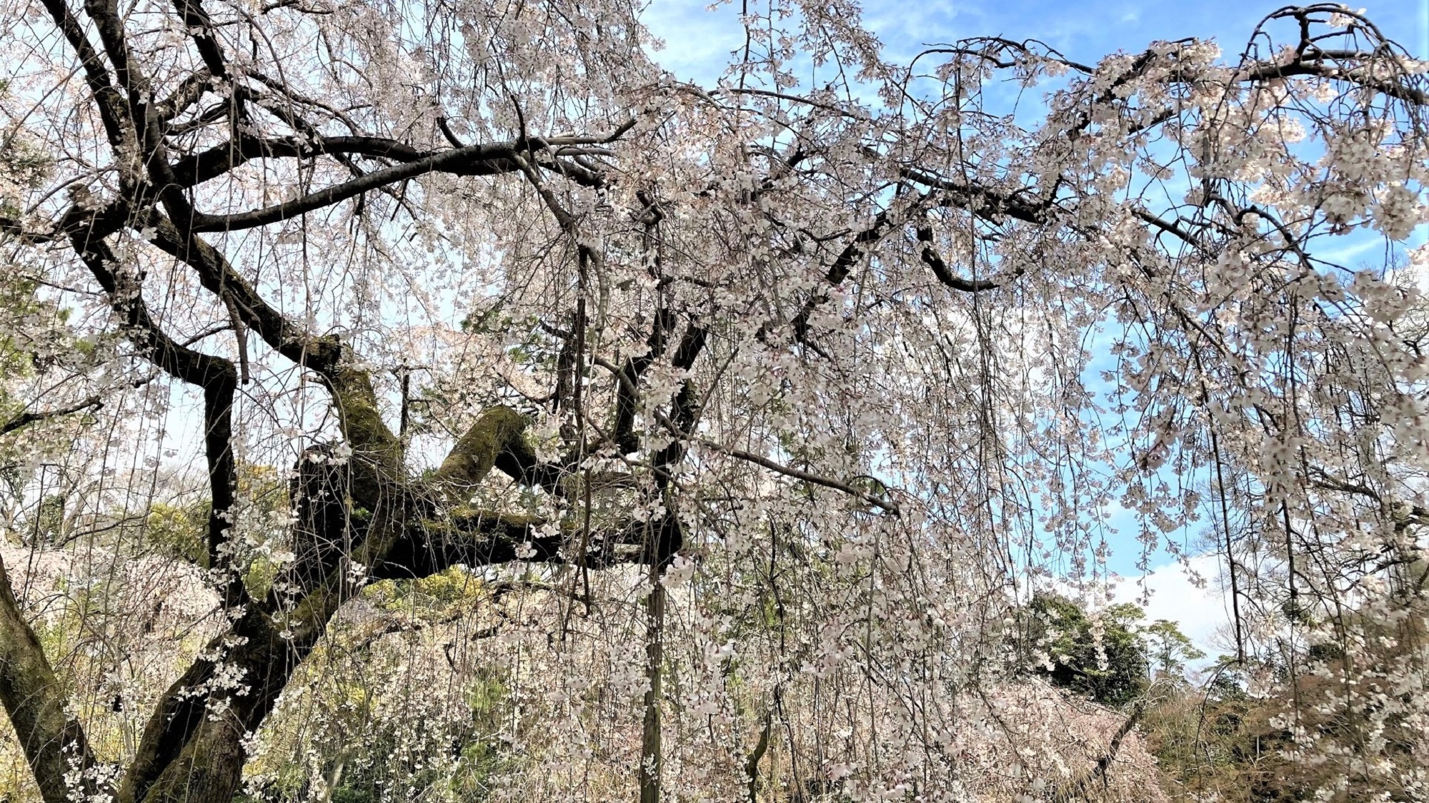 京都御所の枝垂桜