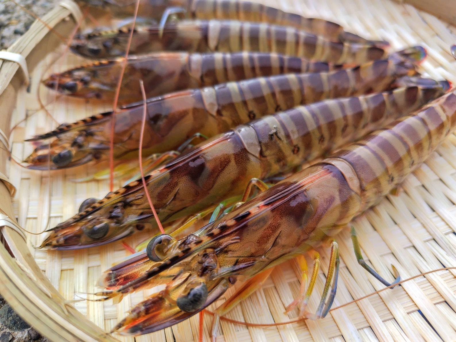 カニを満喫しよう！冬の庄ざ♪車海老の踊り食い付きカニフルコースプラン