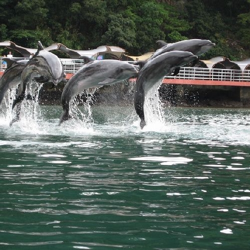 下田海中水族館さんのイルカショー