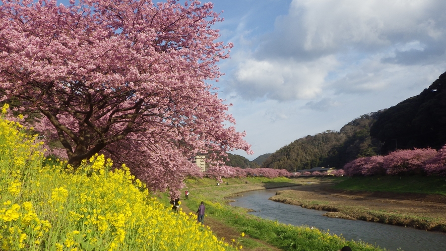 2月～3月　みなみの桜と菜の花まつり