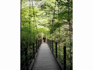 高尾山【夏】　つり橋