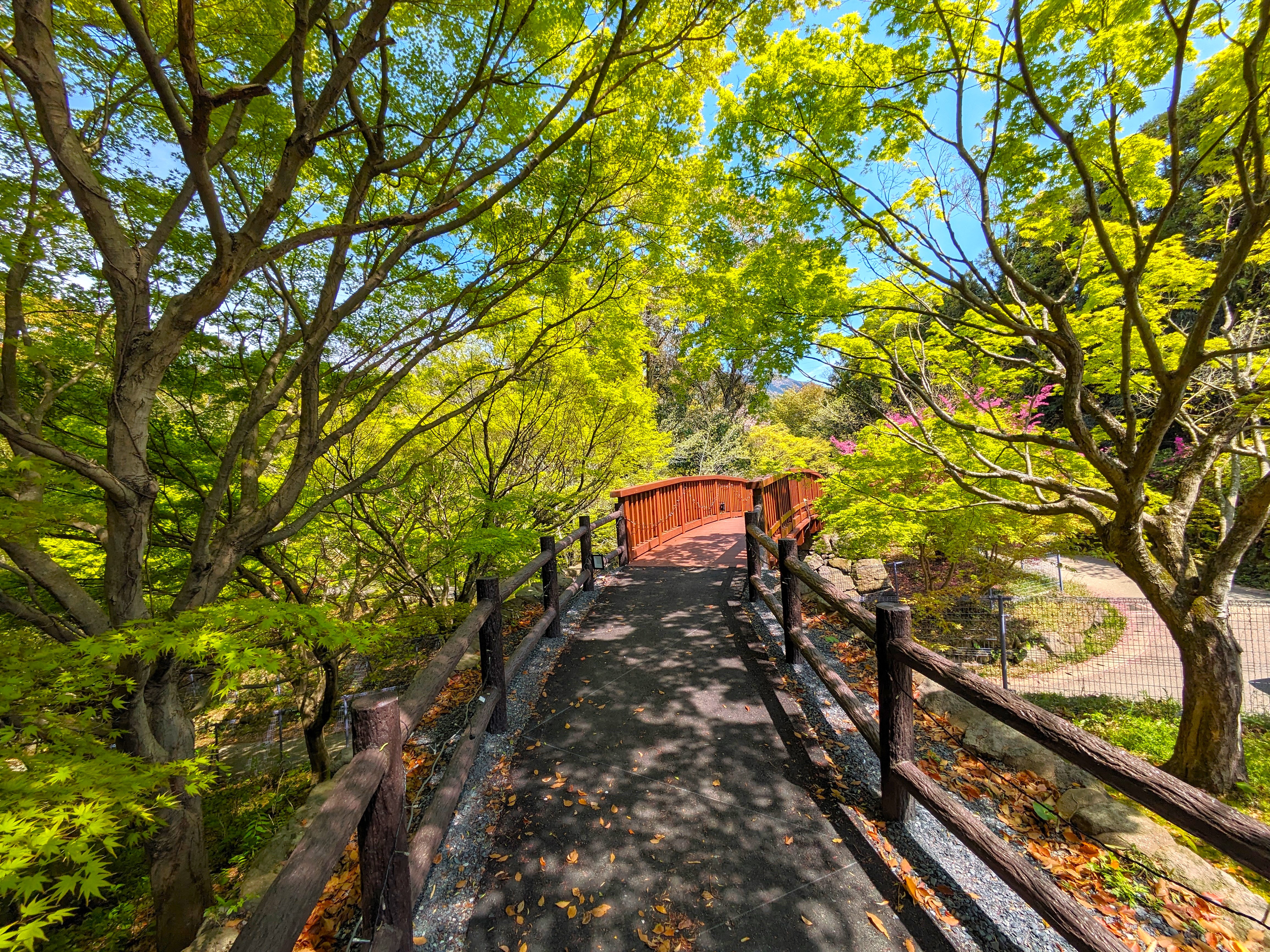 花公園_森の架け橋2