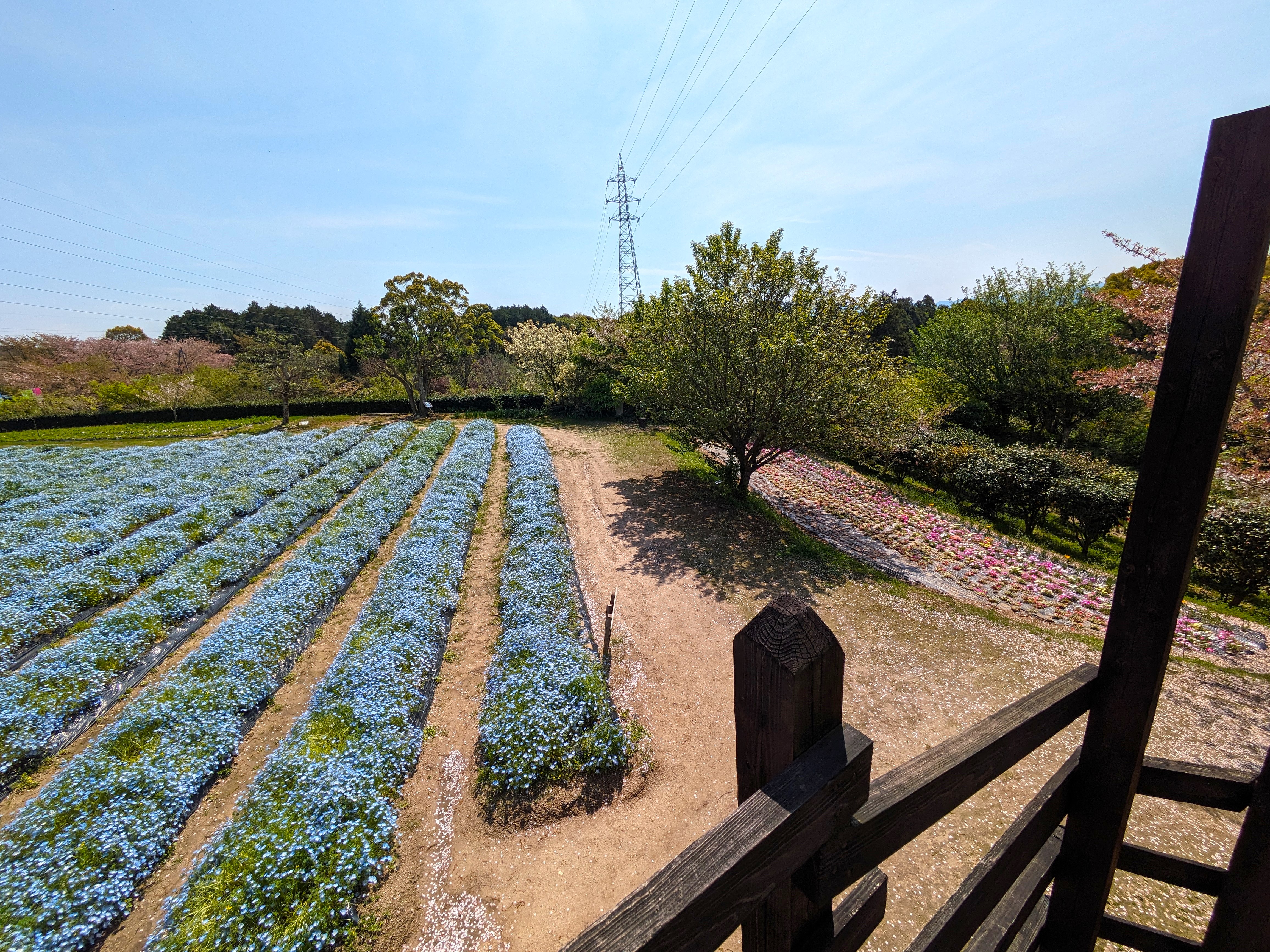 花公園_花畑_ネモフィラ