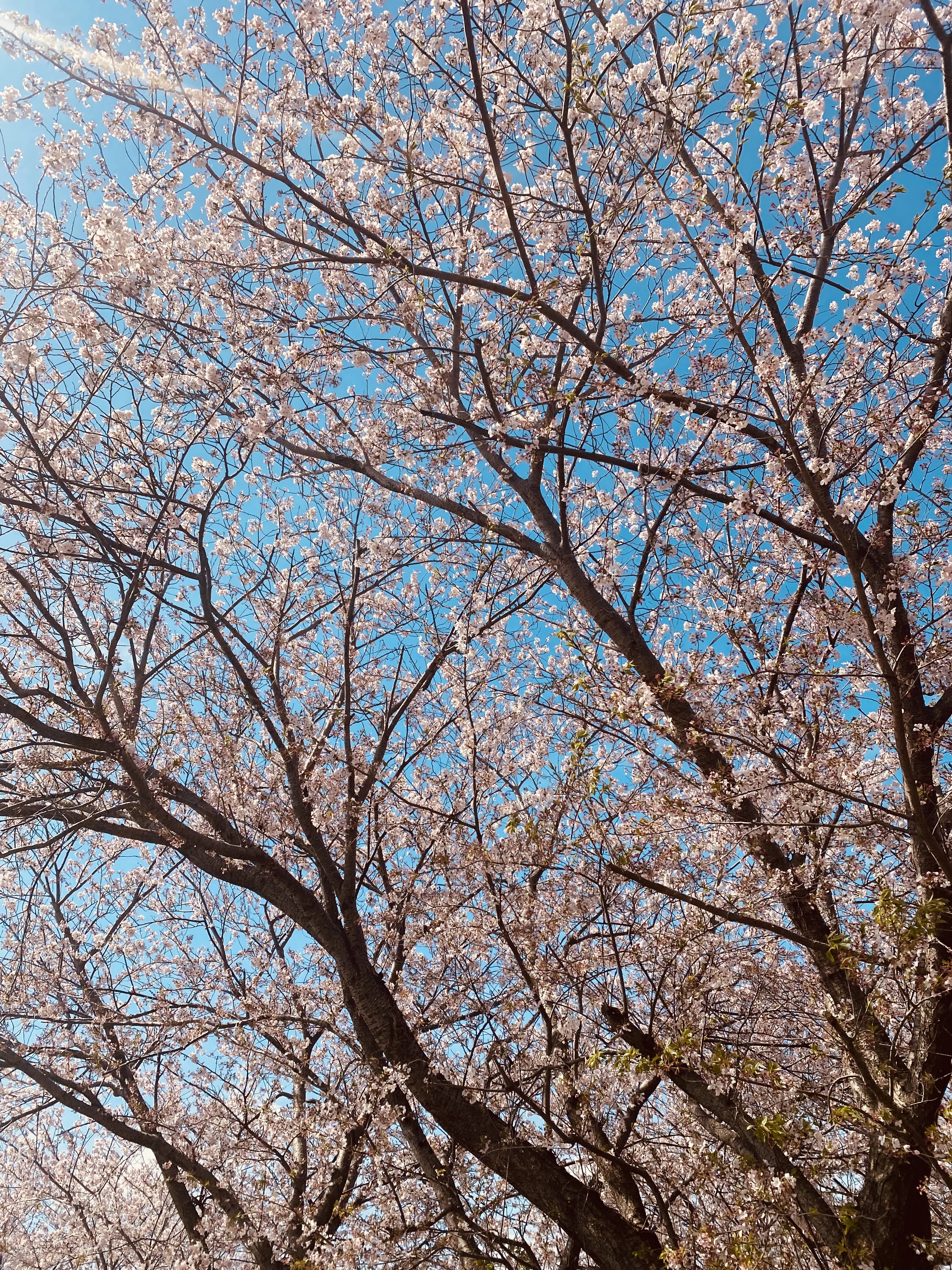 温暖な伊豆で少し早めのお花見