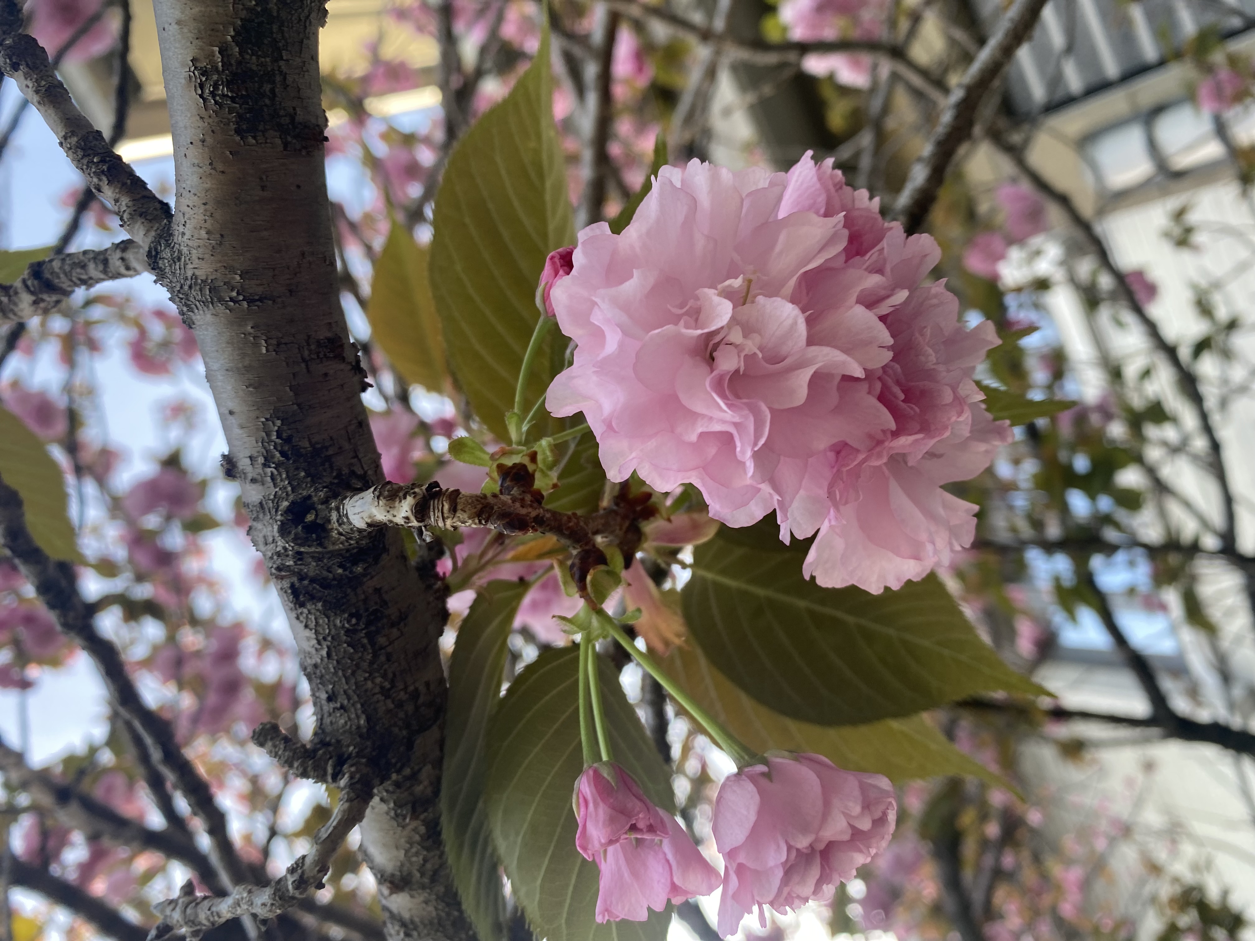 温暖な伊豆は少し早めにお花見ができる