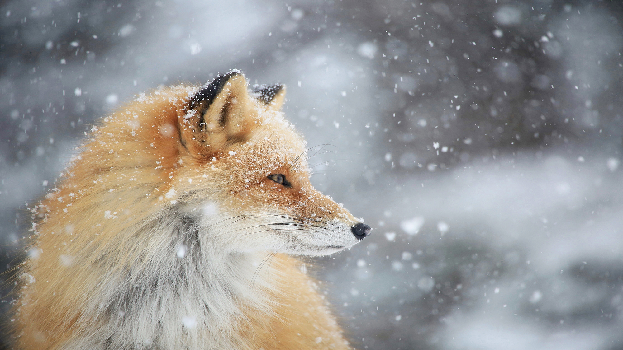 知床で出会える野生動物　キタキツネ