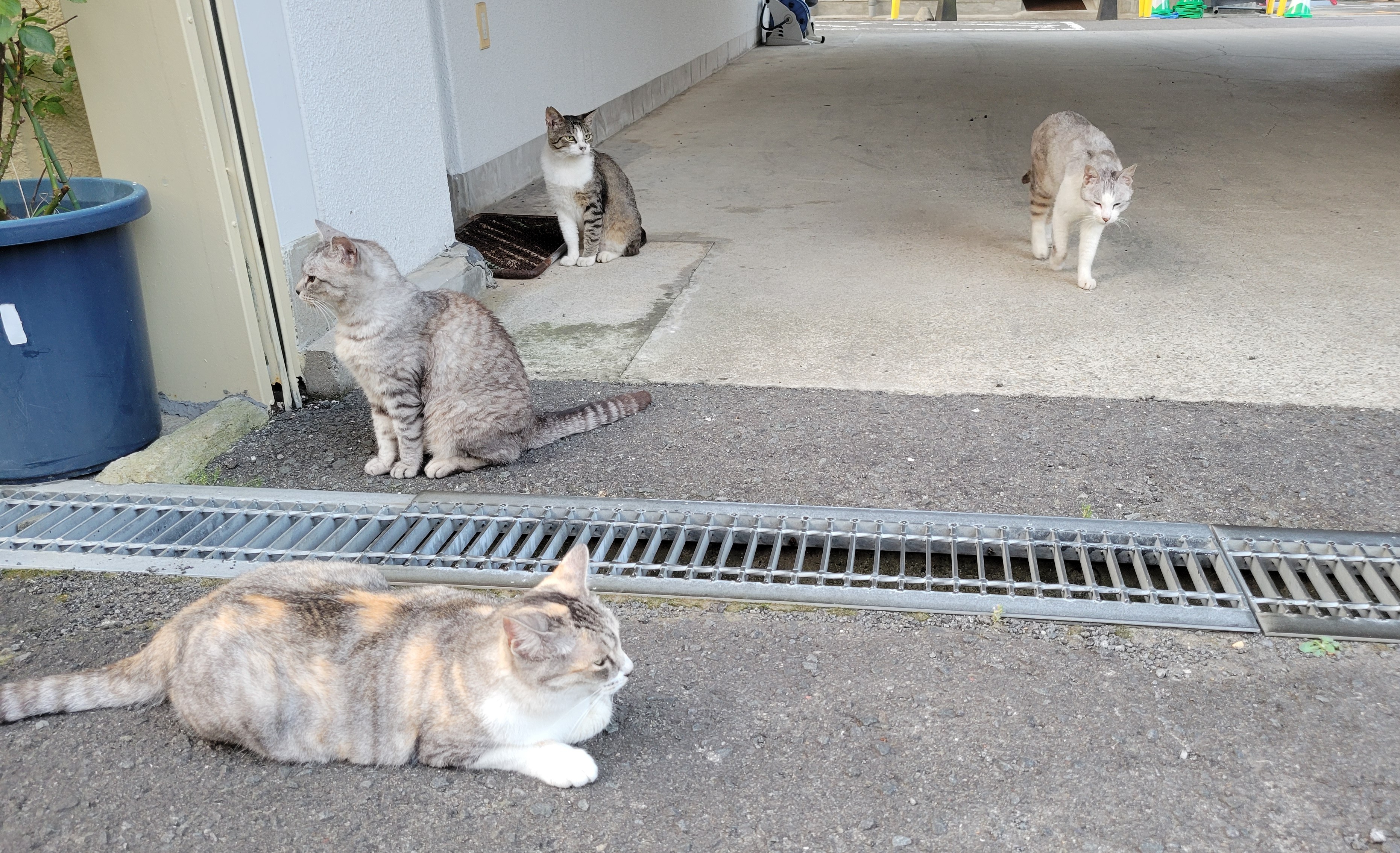 駐車場のねこ