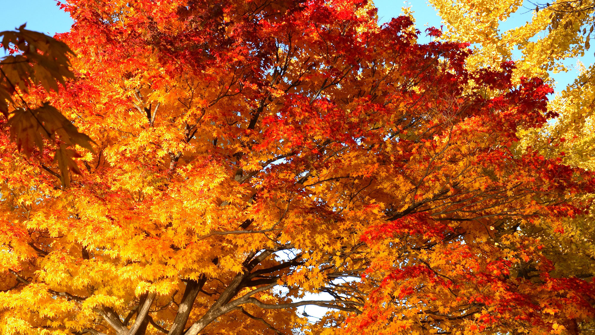 【秋の中島公園】紅葉狩りやお散歩に♪