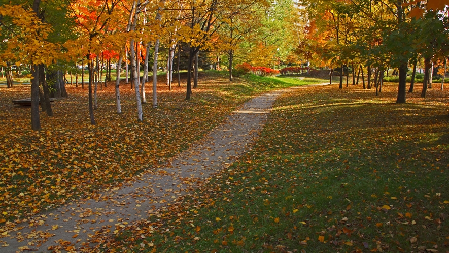 【秋の中島公園】赤黄の葉っぱが緑の芝生に落ちてきれいです