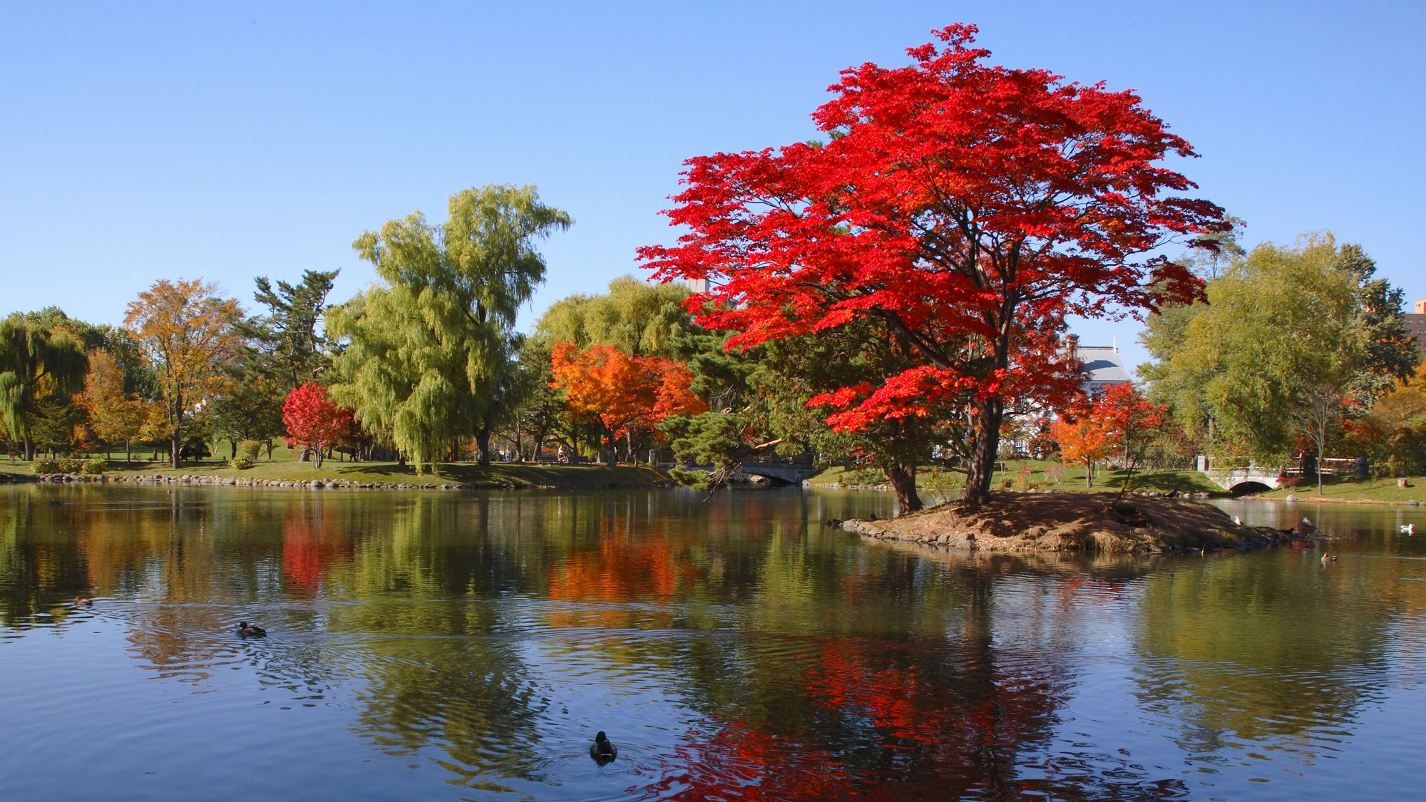 【秋の中島公園】真っ赤に染まる紅葉