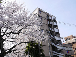 ホテルと桜