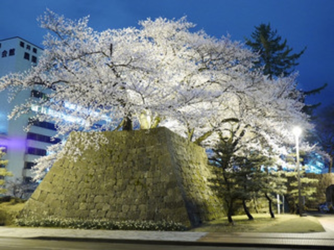 福井城址の夜桜