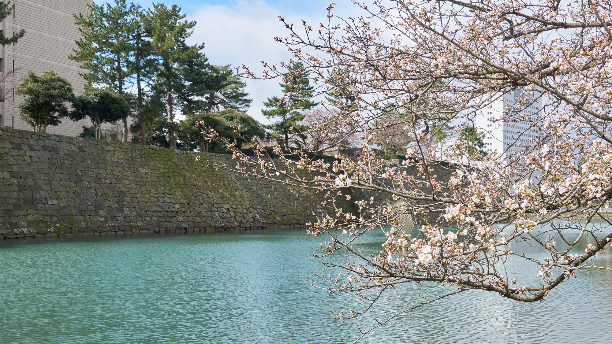 ・【周辺】春には石垣と桜の美しいコラボレーションが見られ、情緒ある光景をご堪能いただけます