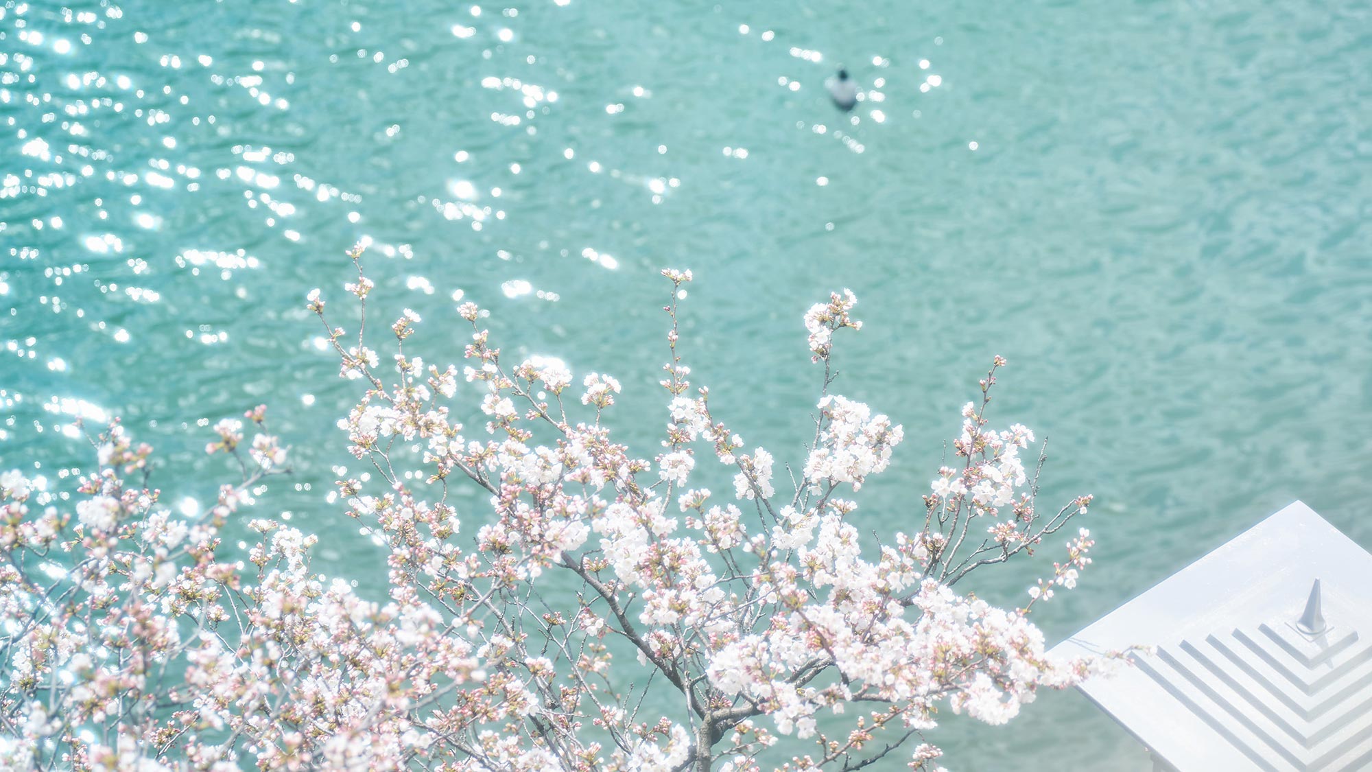 ・シングル（14平米）バス無し／窓から見える桜の花が、春の訪れを優しく感じさせます