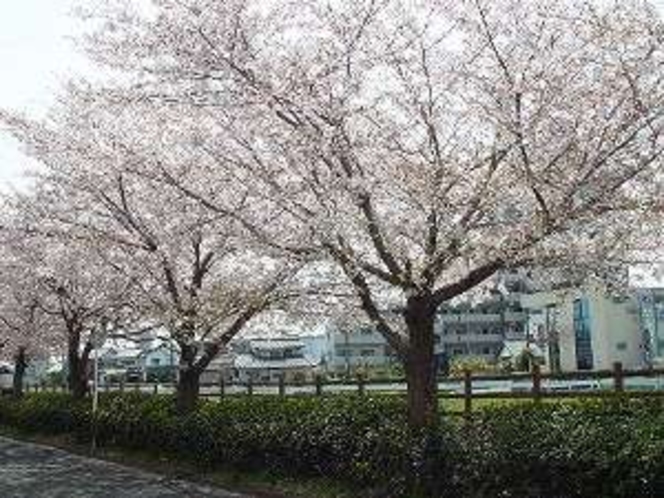 春の石田川の風景