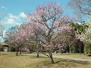 向山梅林公園