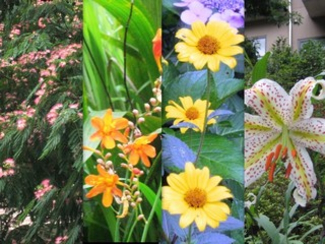 夏の野花