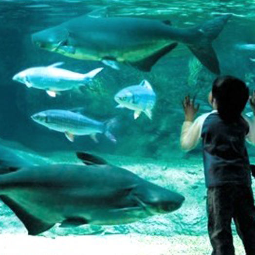 【アクアトト（世界淡水魚園水族館）入館券付】お値打ち☆和洋バイキング朝食付プラン