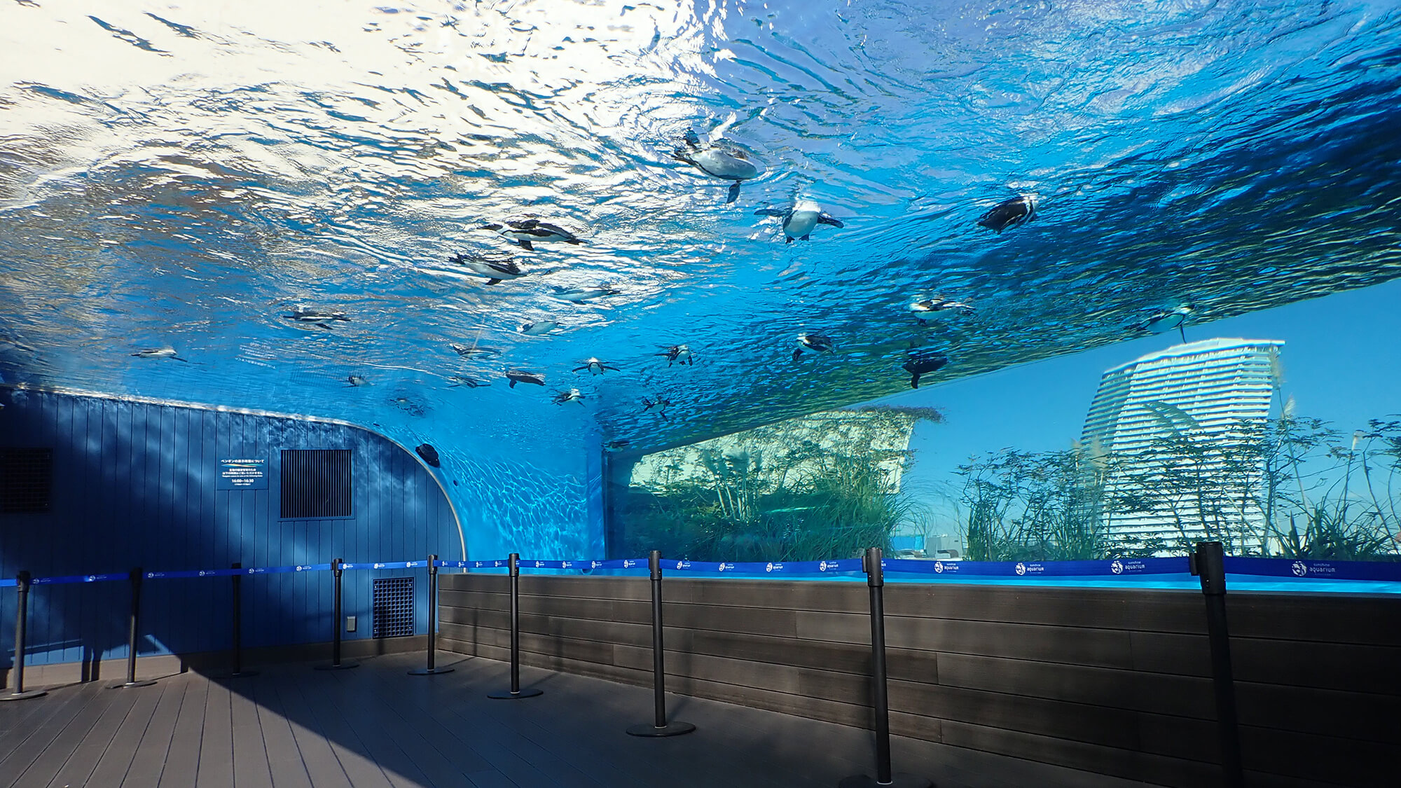 サンシャイン水族館（天空のペンギン）