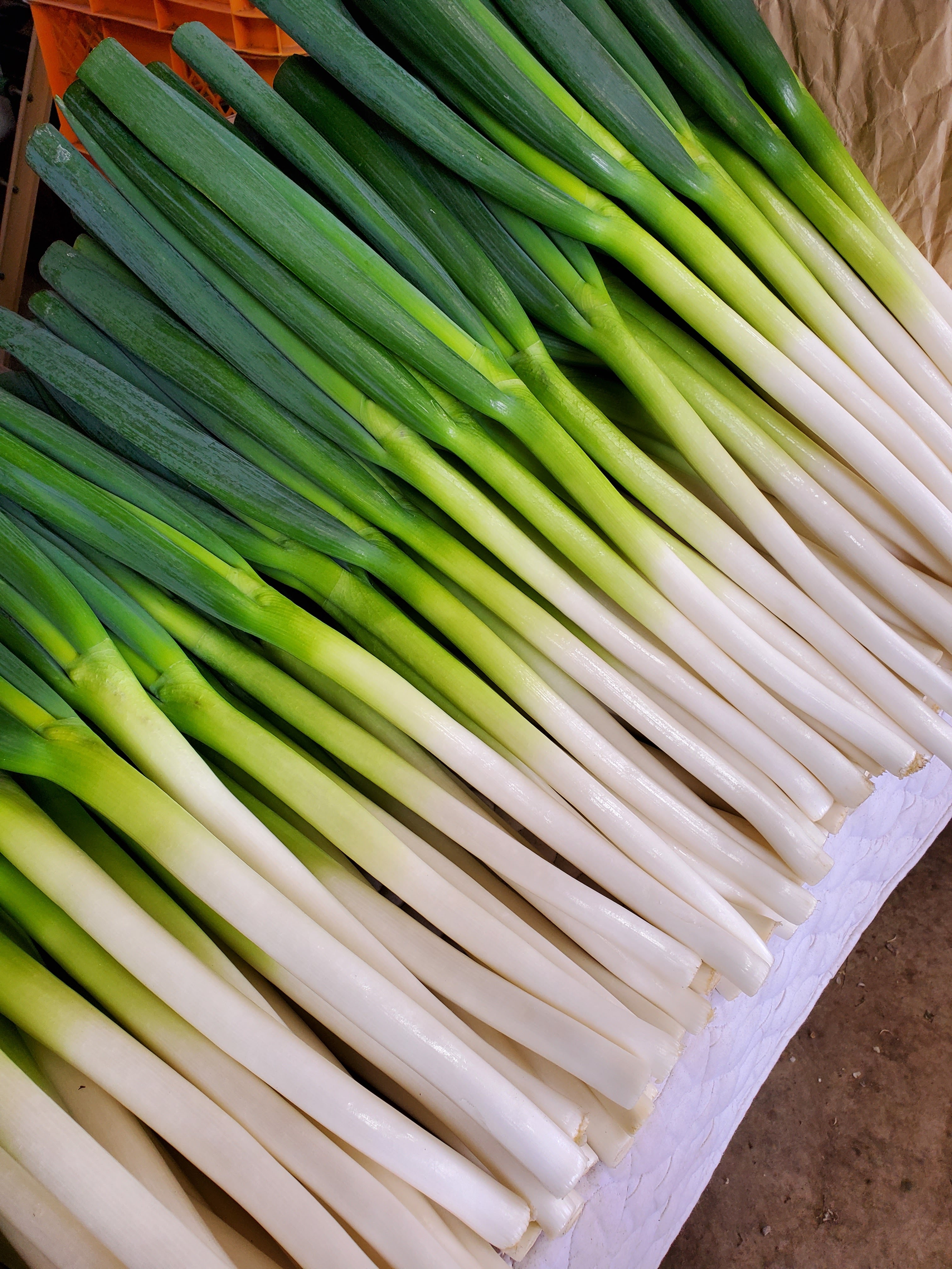 ＜季節の楽しみ＞ネギ掘り体験