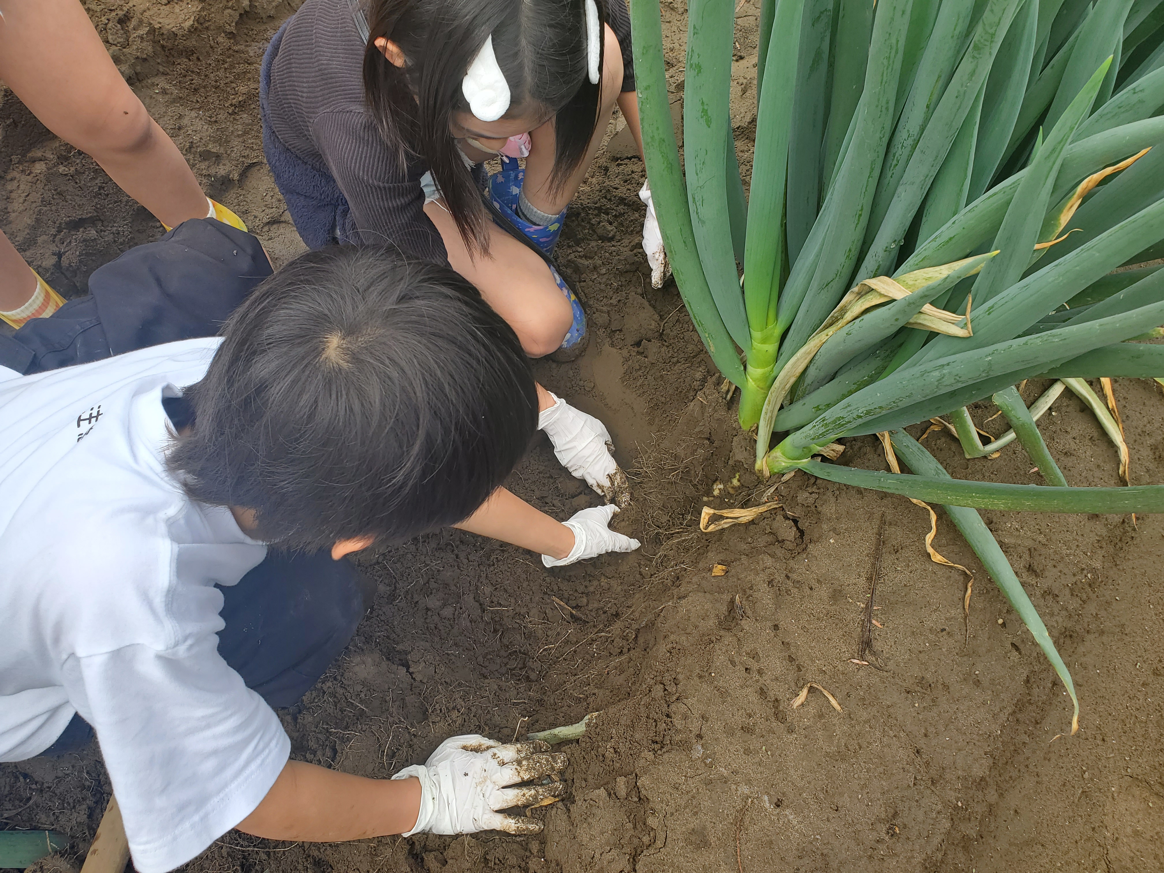 ＜季節の楽しみ＞ネギ掘り体験