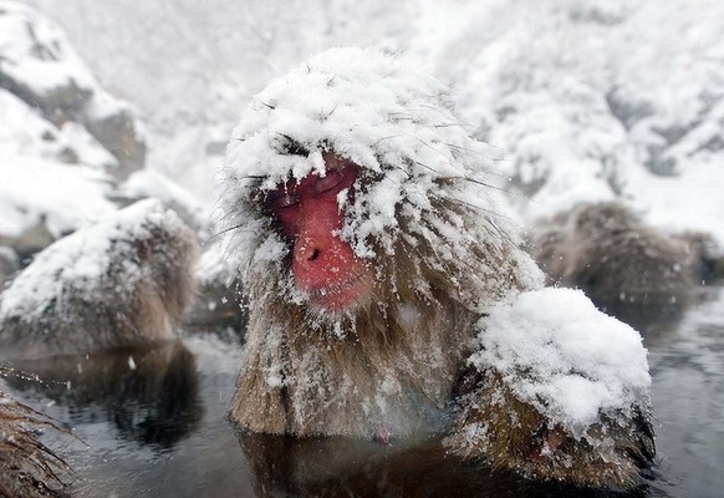 雪の中のsnow  monkey