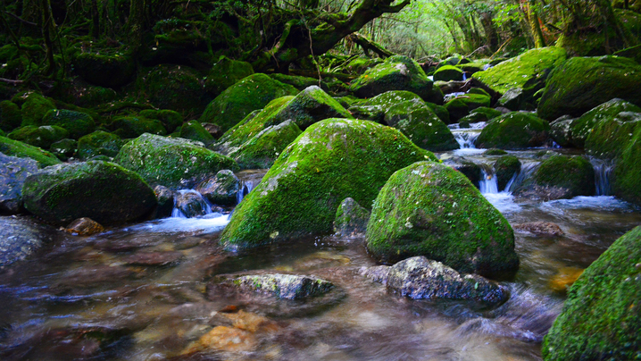 【ガイド+2食付】白谷雲水峡トレッキング♪もののけ姫の『苔むす森』で神秘の世界を楽しむ-半日コース