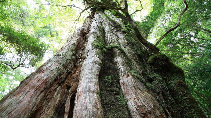 【ガイド+２食付】神秘的で美しい森、山でたくさんの出逢いを体験！縄文杉トレッキングコース