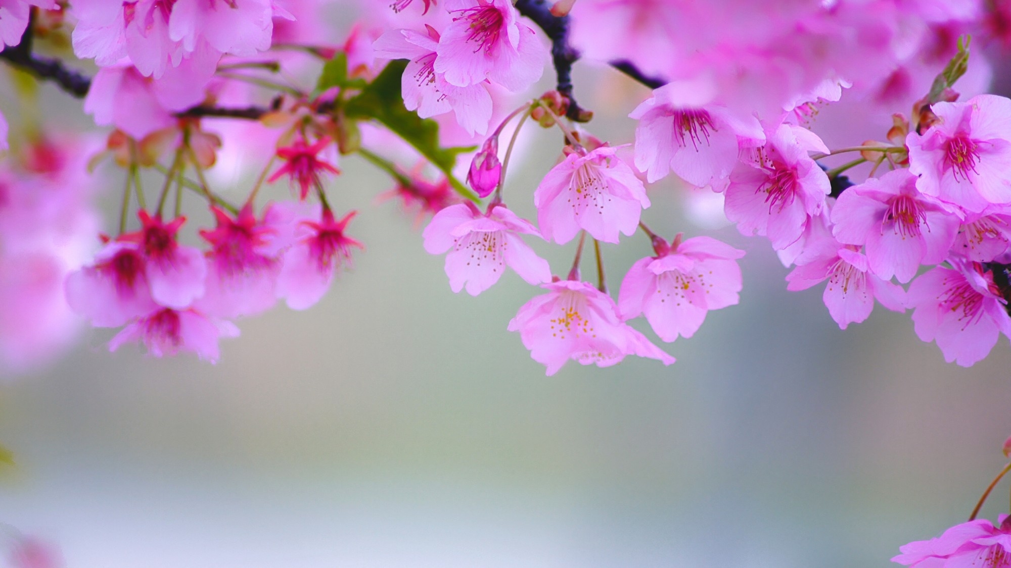 3月・4月限定【春の親孝行プラン】感謝を伝えるひととき／乾杯ワイン特典付き♪2食付