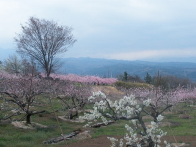 桃の花畑