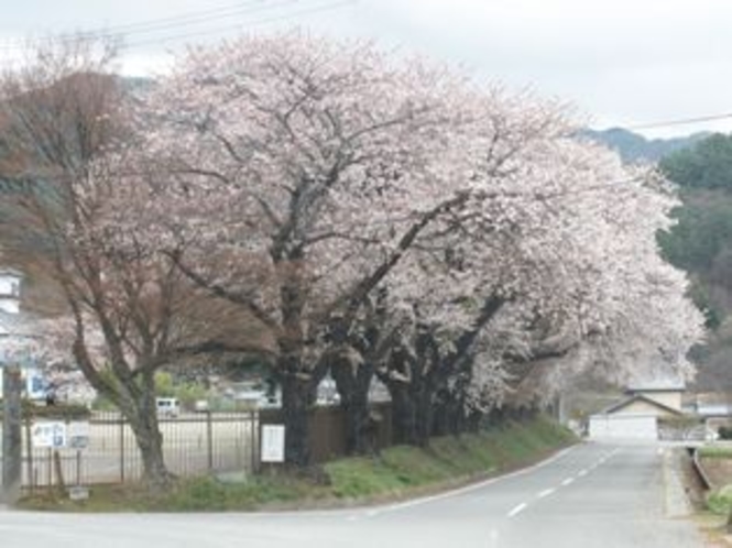 清里高原の春2