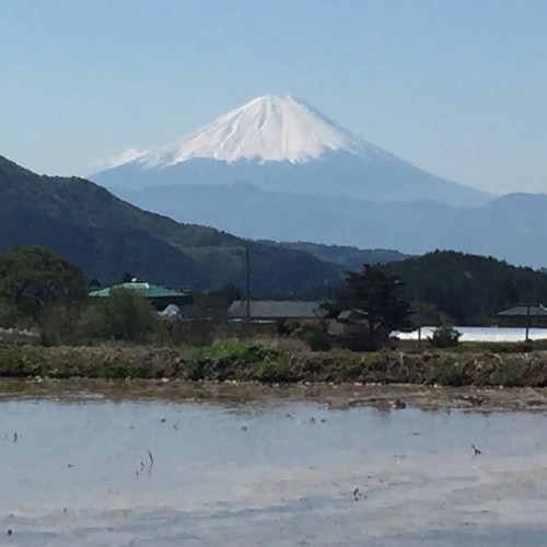 田んぼ越しの富士山