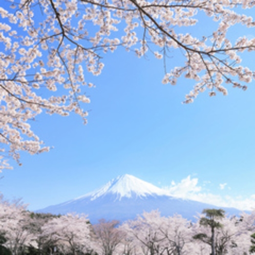 【周辺観光】　イメージ　桜と富士山