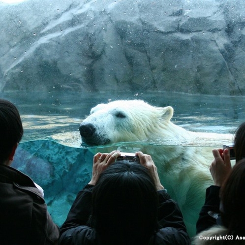 【旭山動物園】当館からは車で約２０分！