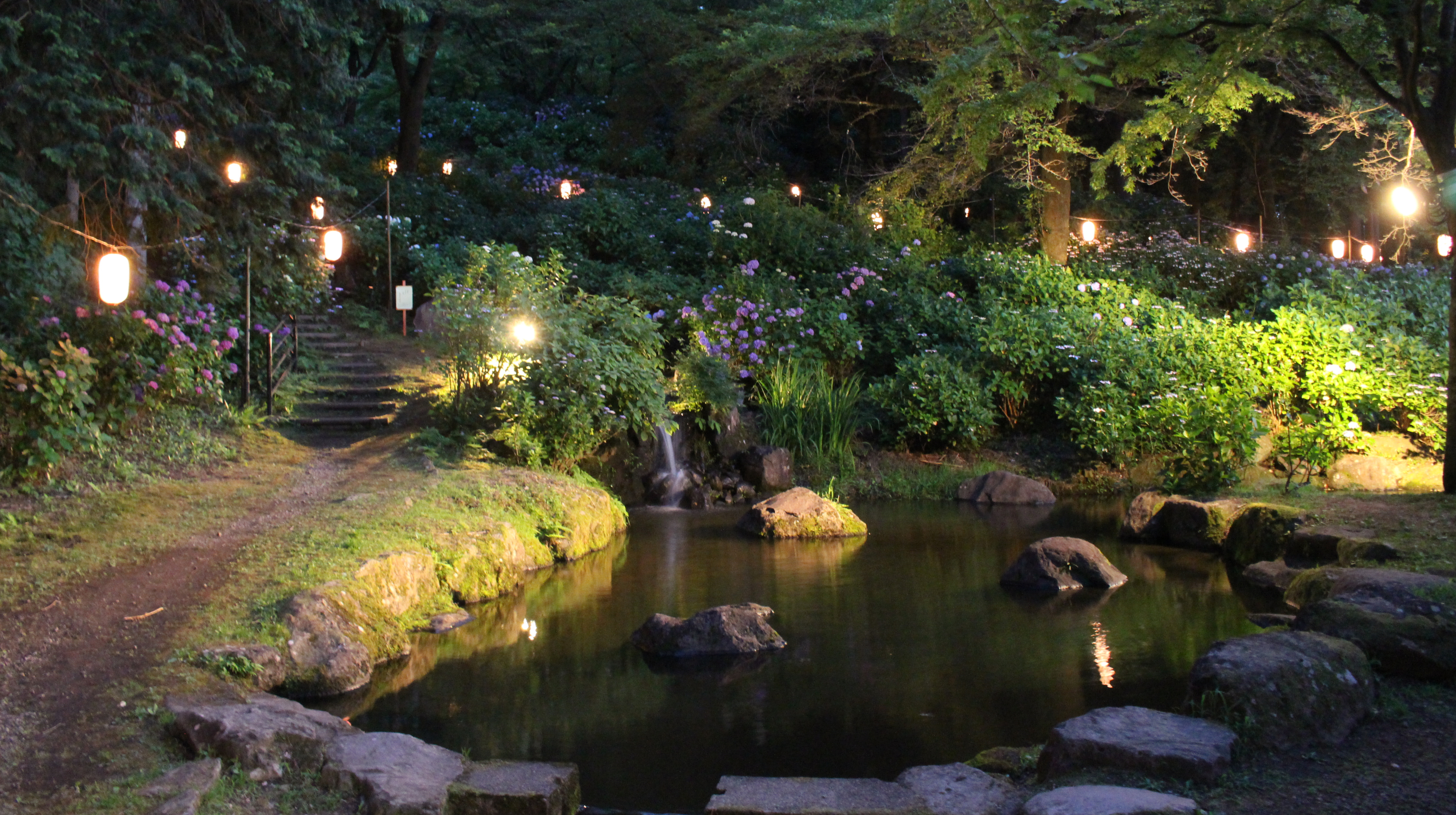 小野池のあじさい