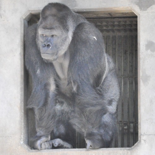 【ファミリー】東山動物園入場券付き宿泊プラン　ご朝食付