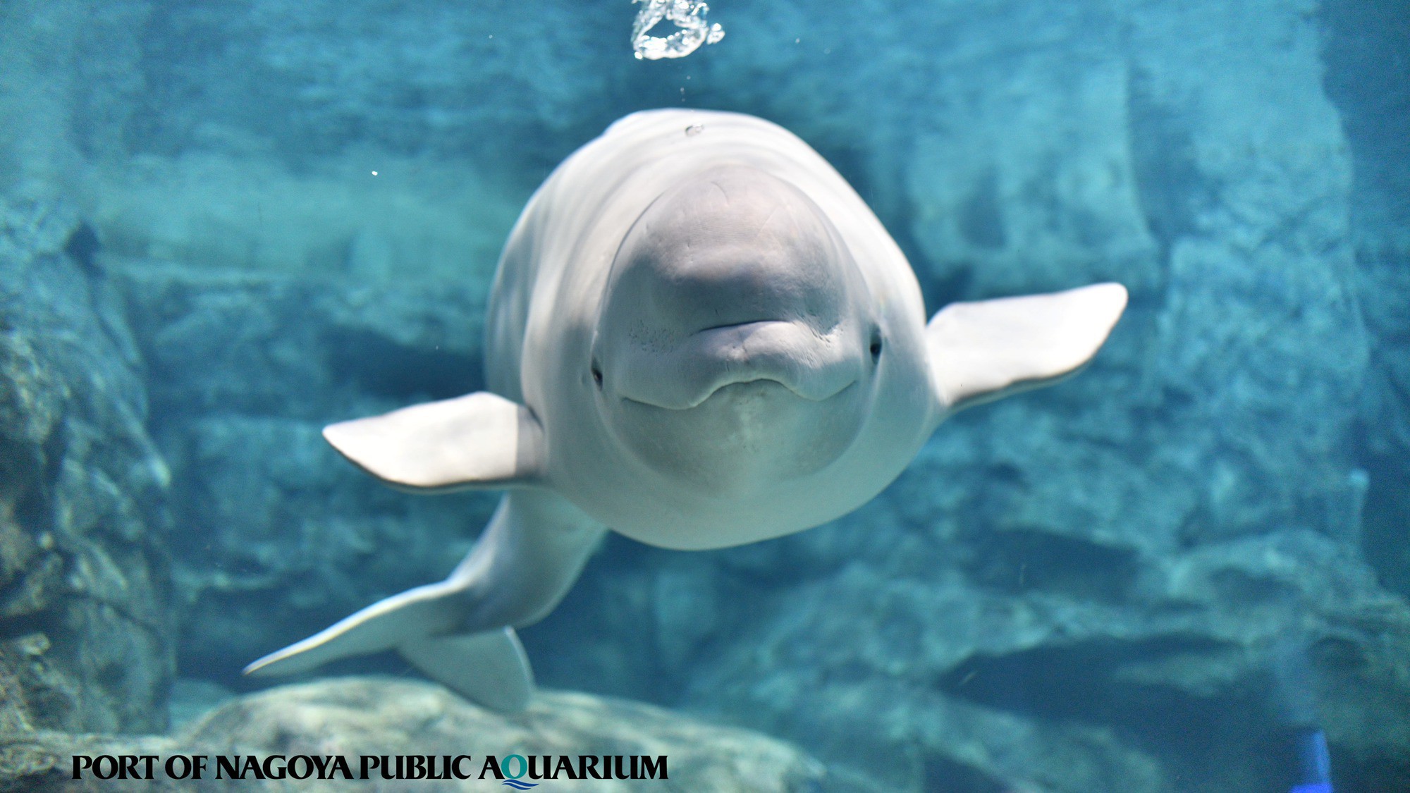 【ファミリー】名古屋港水族館入館券付き宿泊プラン　ご朝食付