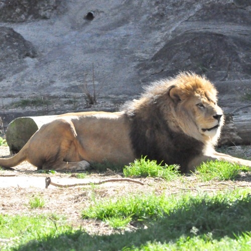 東山動物園入場券付き宿泊プラン　ご朝食付