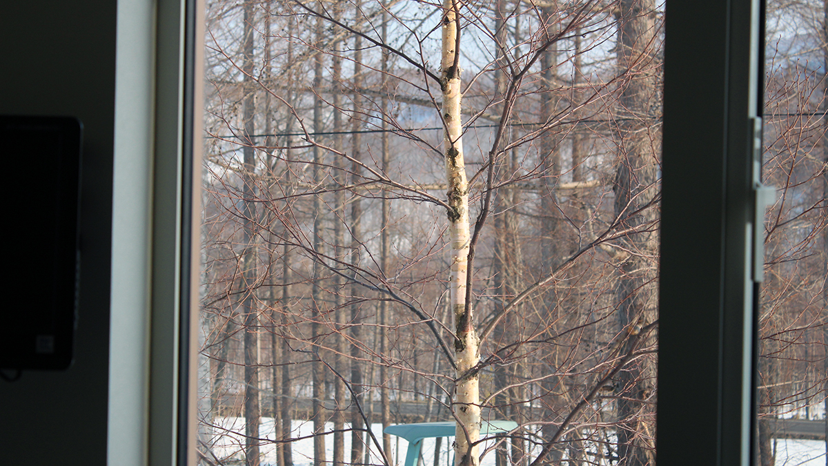 Birch from the window